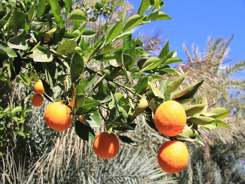 Jnane Tamsna Hotel Marrakesh Eksteriør billede